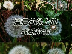 -羊卓雍措