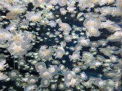 -太平洋海底世界