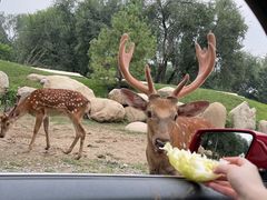 -北京野生动物园