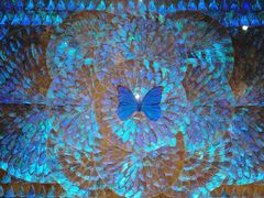 -上海昆虫博物馆