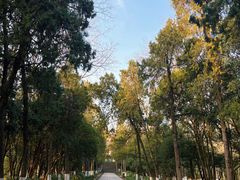-灵谷景区