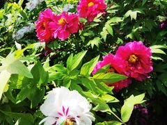 -莲花池公园