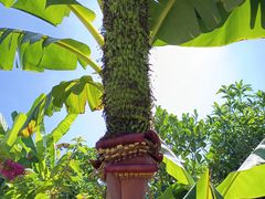 -西双版纳傣族园