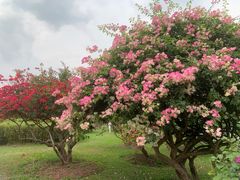 -中国科学院西双版纳热带植物园
