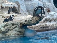 -帝企鹅自助餐厅•儿童岛•真企鹅(长隆企鹅酒店)