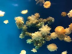 -海合安武汉极地海洋公园
