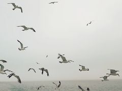 -海驴岛(荣成市)