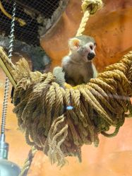 -Zoolung Zoolung动物主题公园(海信广场店)