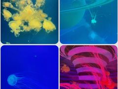 -海合安武汉极地海洋公园