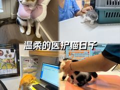 -御宝贝·A梦猫科宠物医院(国际猫友好医院)