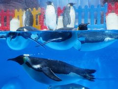 -海合安成都极地海洋公园