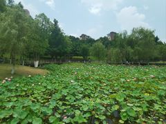 -沐仙湖湿地公园