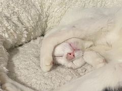 -芸栖采耳体验馆