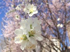 -首都师范大学科德学院