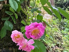 -南山植物园