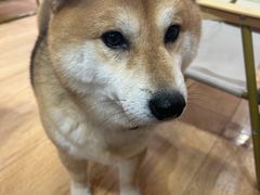 -是阿柴呀！柴犬咖啡·爱喵喵猫咖