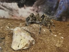 -上海大自然野生昆虫馆(东方明珠·爬宠昆虫探索中心)