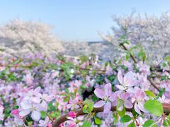 -上海辰山植物园