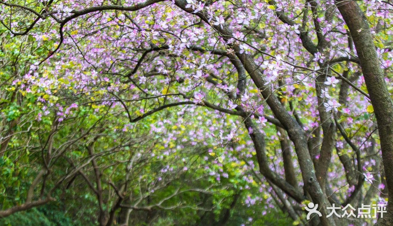 三四月去广东肇庆打卡最美紫荆花道