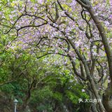 三四月去广东肇庆打卡最美紫荆花道