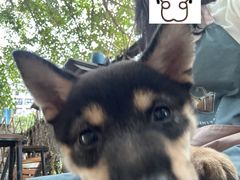 -柴犬高等学院·狗咖·柴犬售卖·宠物训练