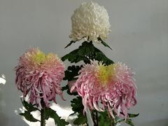 -杭州植物园
