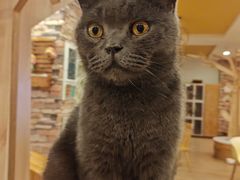-猫的茶·猫咖