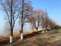 -西京湾花海