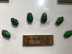 -上海昆虫博物馆