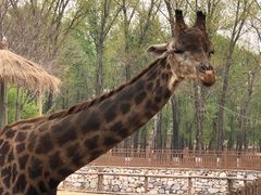 -北京野生动物园