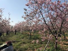 -天适樱花悠乐园