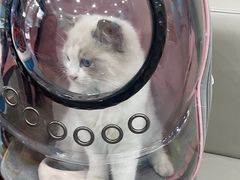 -安安宠医宠物医院·异宠·犬猫内科(岳阳分院)