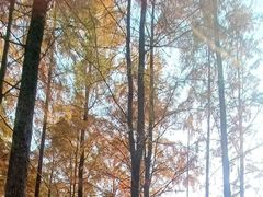 -梅峰山地公园
