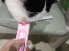 -藏猫猫咖啡主题馆(中央大道店)