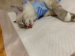 -宠爱国际动物医院· 猫科· 外科·中兽医(长白店)