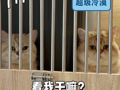 -有喵·猫咖·狗咖·30几只猫10只小狗(岗厦店)