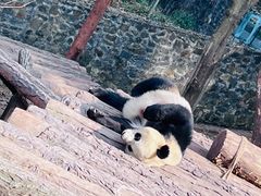 -都江堰中华大熊猫苑