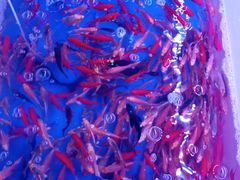 -山东柏宁水族批发广场