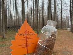 -黄海国家森林公园