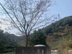-龙坞茶村