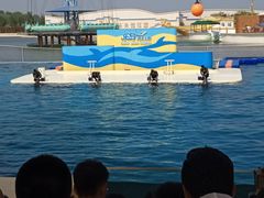 -秦皇岛乐岛海洋王国