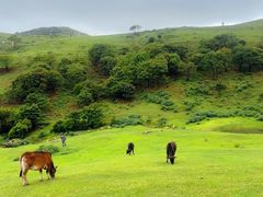 -大姆山草场