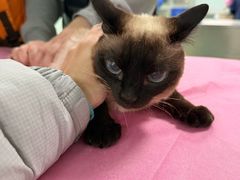 -北京观赏动物医院·24小时大型综合·猫专科·异宠专科