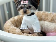 -鑫艺宠物美容培训学校