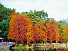 -深圳仙湖植物园