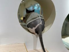 -猫域·湾主题猫咖·宠物吧(南坪城市广场店)