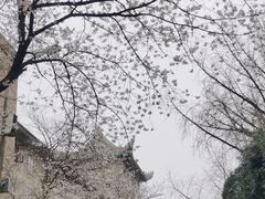 -武汉大学-樱园
