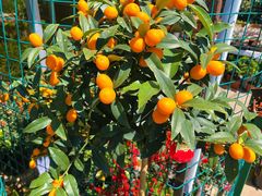 -金陵花卉交易市场