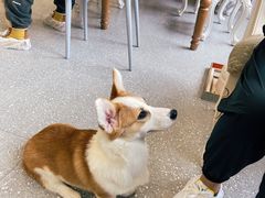 -Let's go狗咖·猫咖·奶狗·桌游(春熙路IFS店)