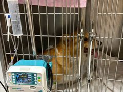 -康成宠物医院24H·CT·核磁共振